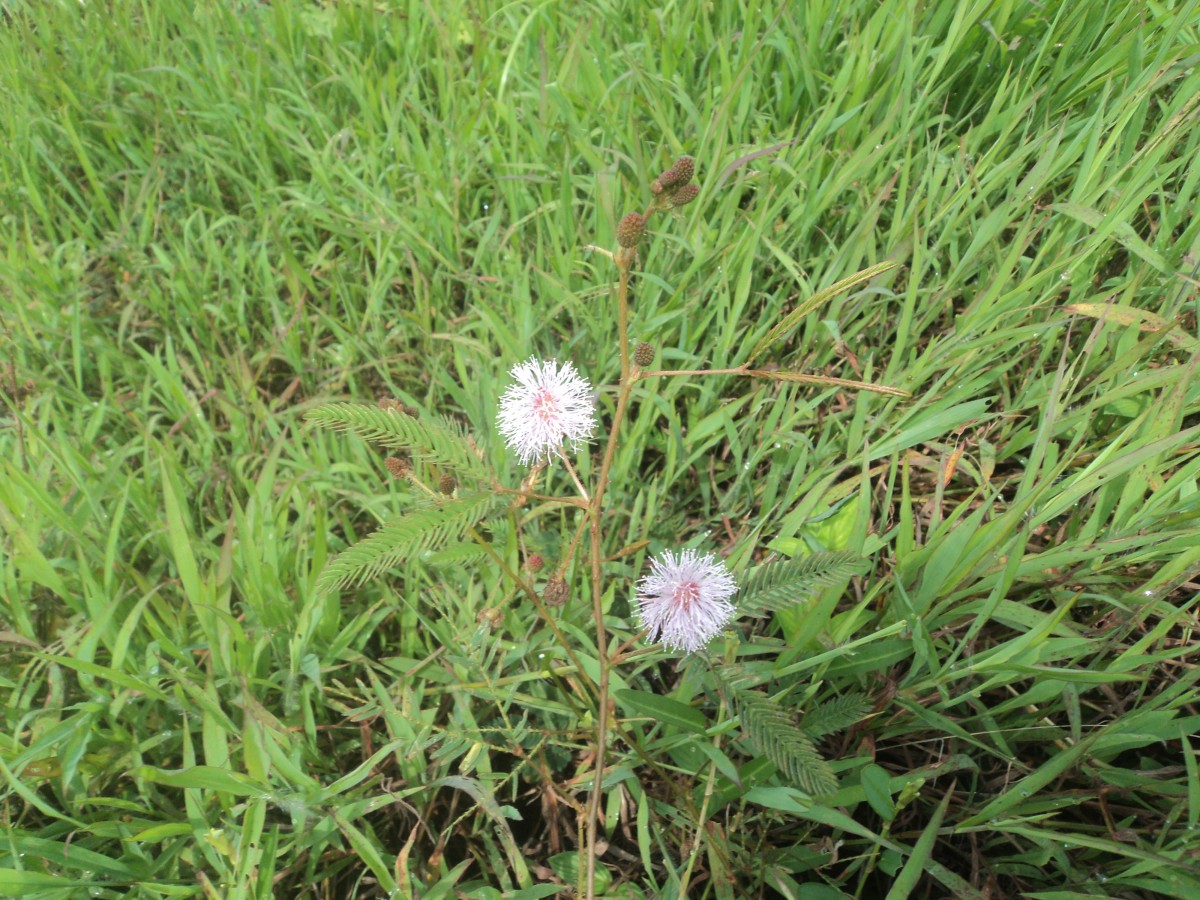 Mimosa pudica L.